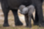 Young African elephant standing near an adult's legs.