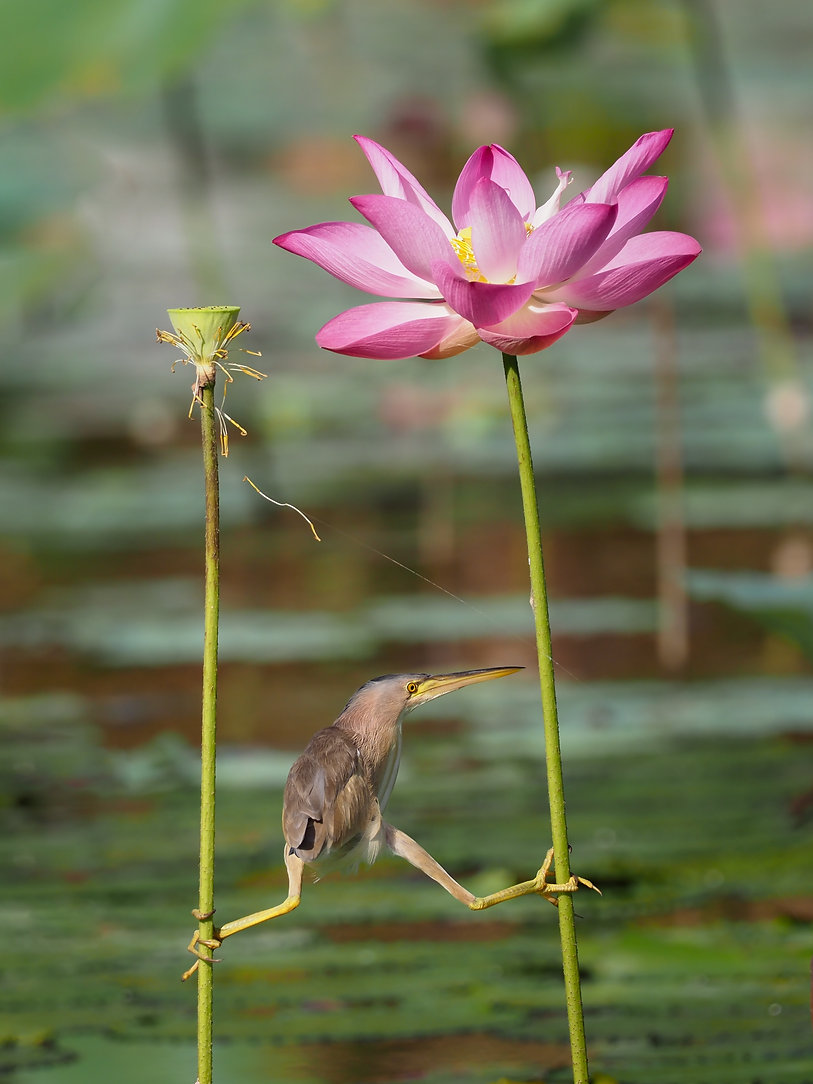 Bird stretching one leg out to reach a stem while holding onto another stem with the other leg behind him.