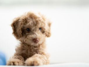 Toy poedel pup