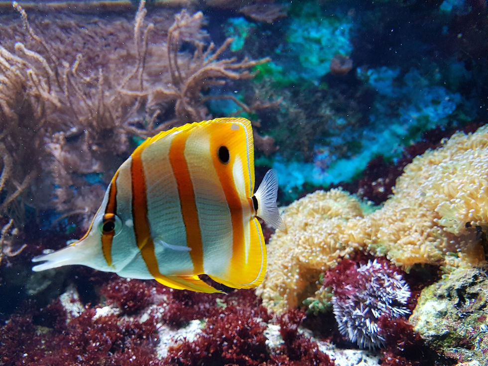Aquarium