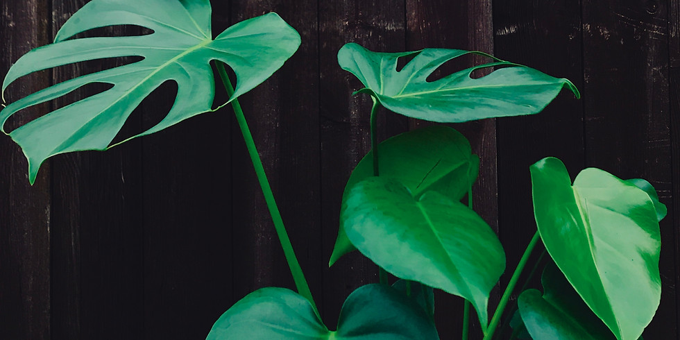 Integrated Pest Management for Houseplant Collections