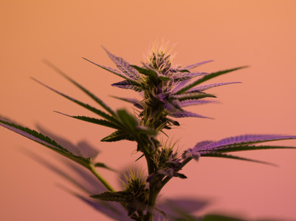 CBD oil and hemp farmer
