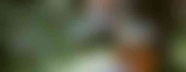 Tee mit gläserner Teekanne