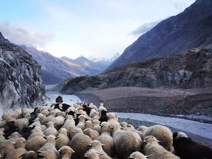 The Good Shepherd