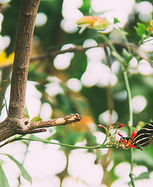 Image by Meriç Dağlı