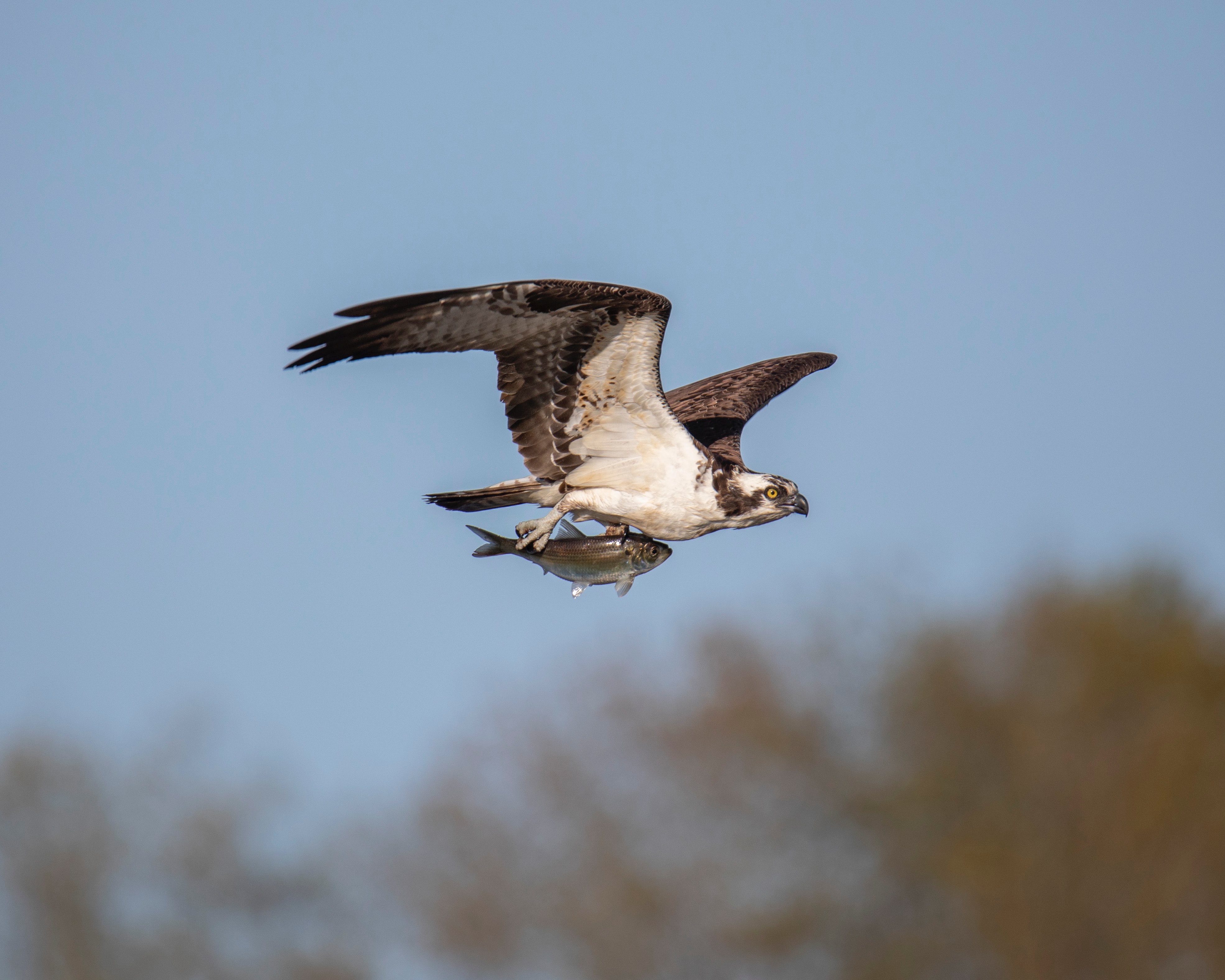 Raptor killings on the rise
