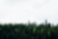 Wald