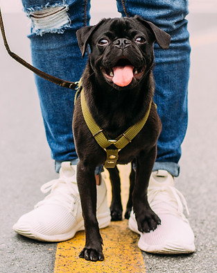 Dog Walking