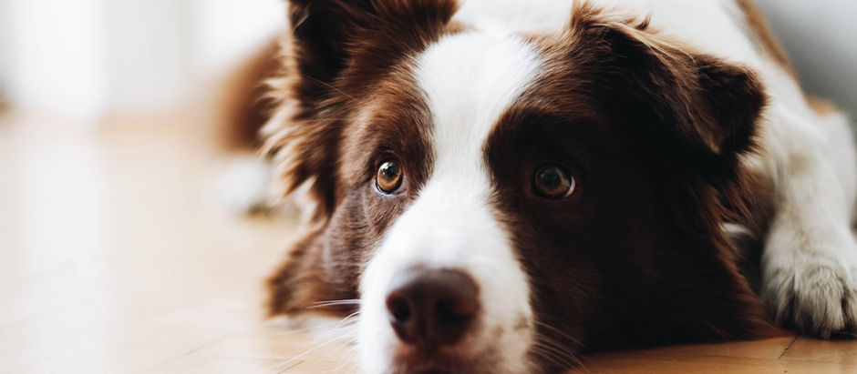 10 Ways to Prevent Heat Stroke in Dogs