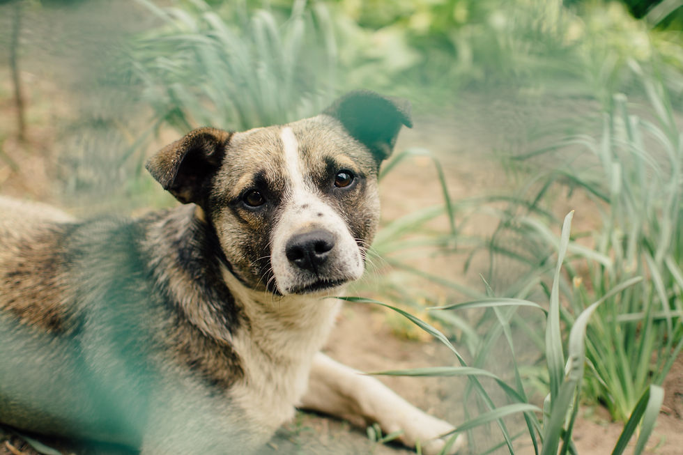 A dog looking fearfully at camera lying in long grass