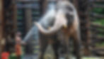 Abhayaranyam kaprikad elephant sanctuary places to visit near Cochin airport
