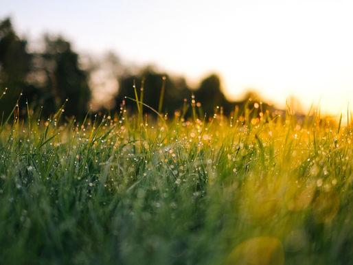 7 Best Grass for Hot Climate