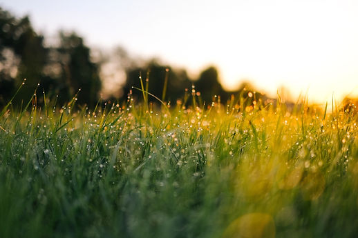 Dew on the grass