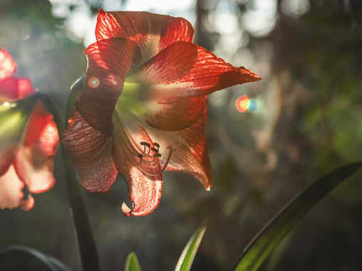 GARDEN SURROUNDINGS: Dazzling Amaryllis