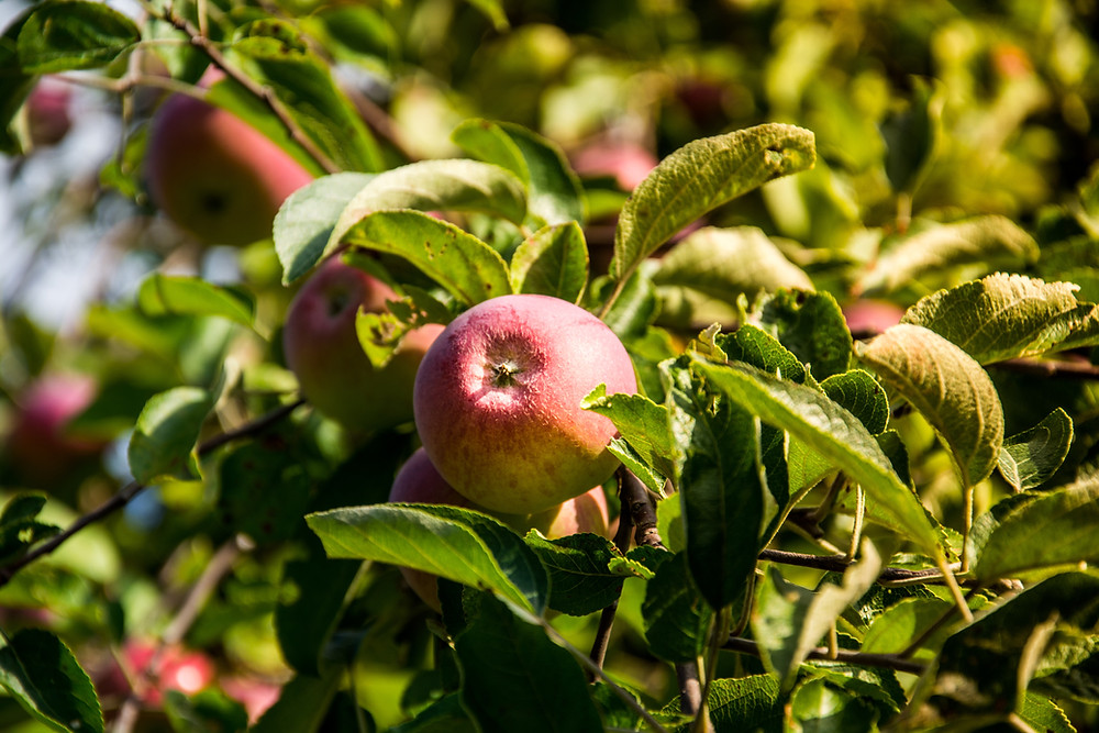 gardening tips for beginners, gardening advice, gardening tips