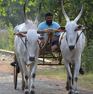 Image by Anmol Kerketta
