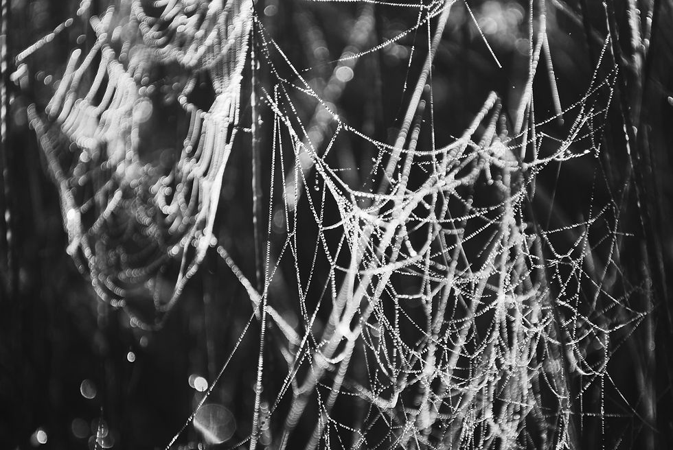 spiders web as a metaphor for fascia