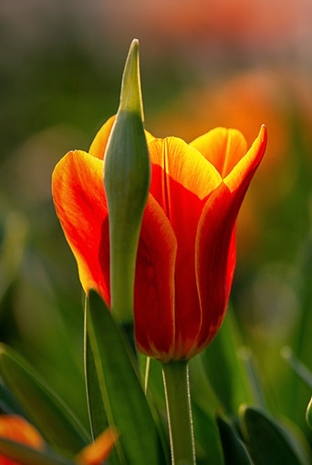 Image by Anders Wetterstam