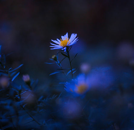 Image by Karina Vorozheeva