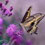 Photo du rédacteur: Flying Butterfly