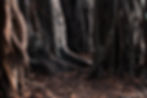 Image of tree stumps.