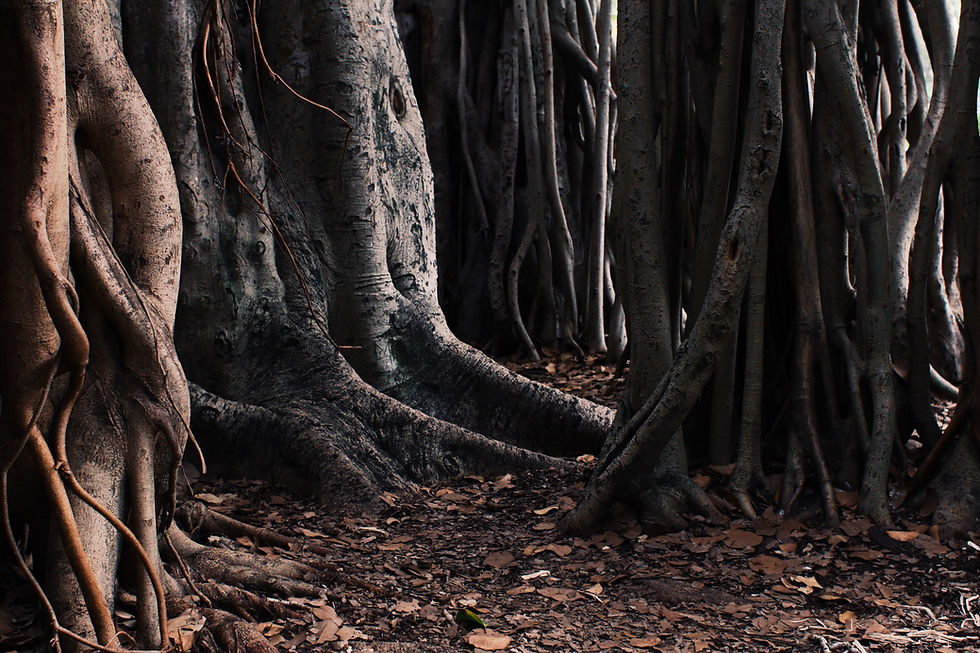 Image by Craig Strahorn
