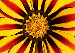 Image by David Clode