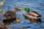 Washington State's Junior Duck Stamp Art Contest