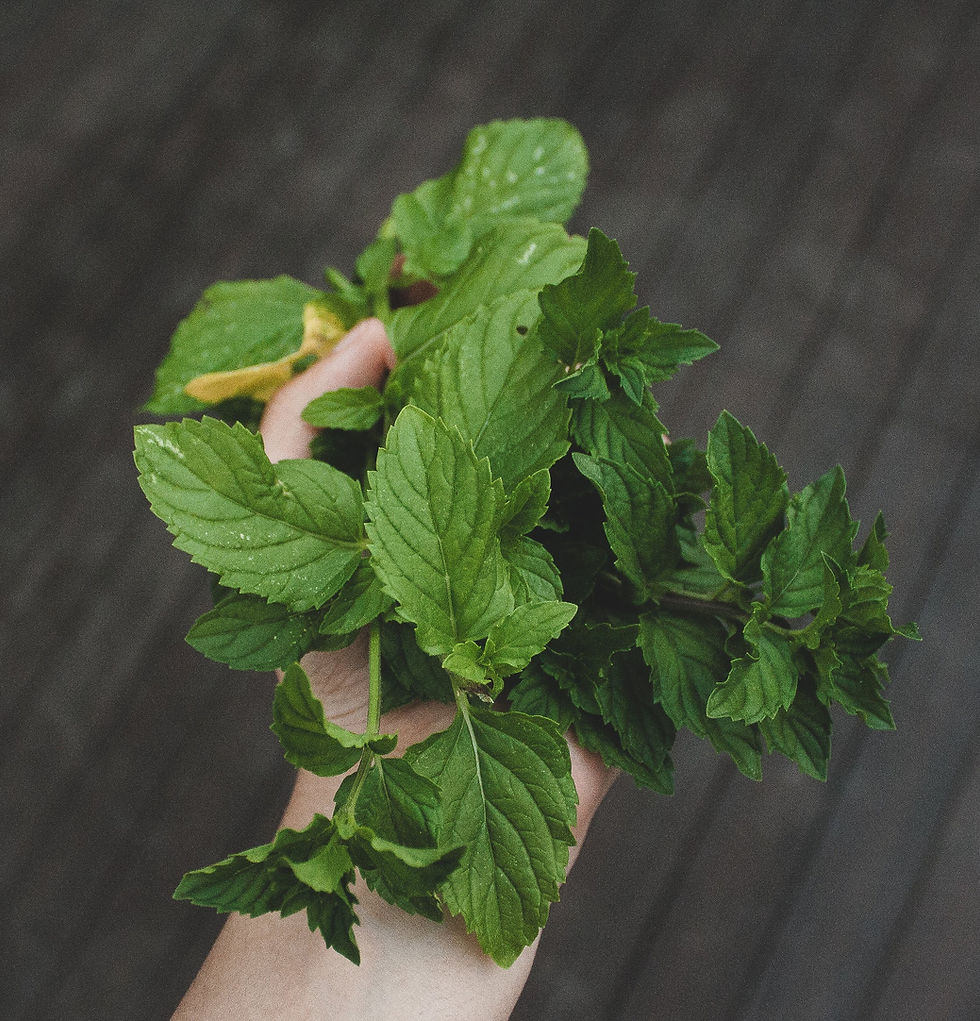 hand holding mint