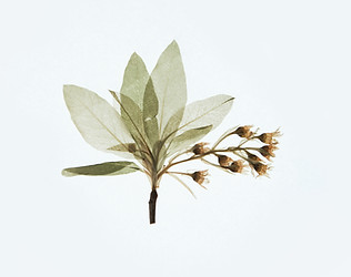 Image by Evie S.