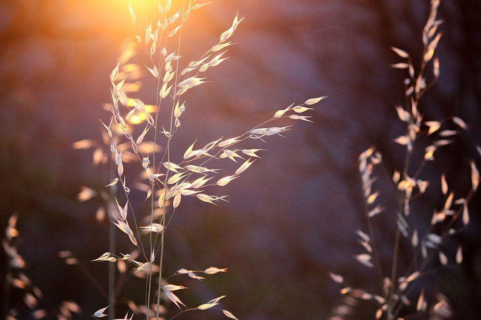 Image by Deanna Lewis