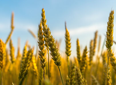 Wheat, Money management