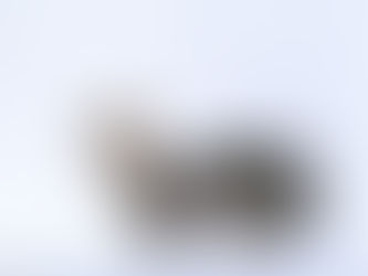 A curious Munchkin cat with short legs stands alertly against a plain white background, showcasing its unique and endearing appearance.