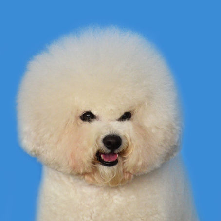 HOW DOES WHITENING SHAMPOO WORK?