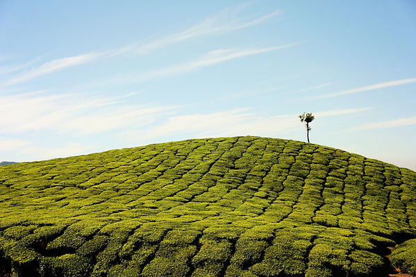 Image by Bhupesh Talwar