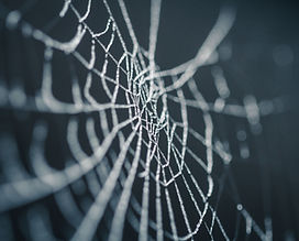 Image by Nicolas Picard