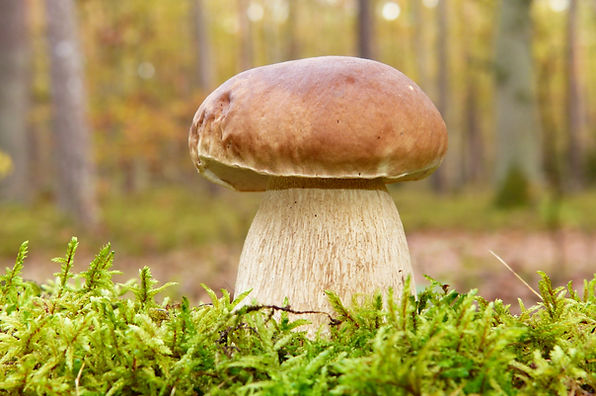 Image by Krzysztof Niewolny