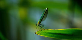 Biological Classification