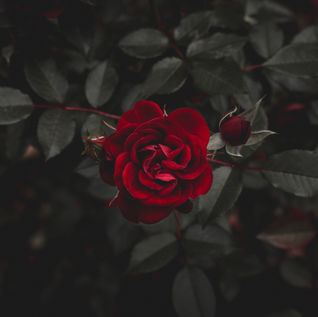 Plant A Rose During Wedding Ceremony