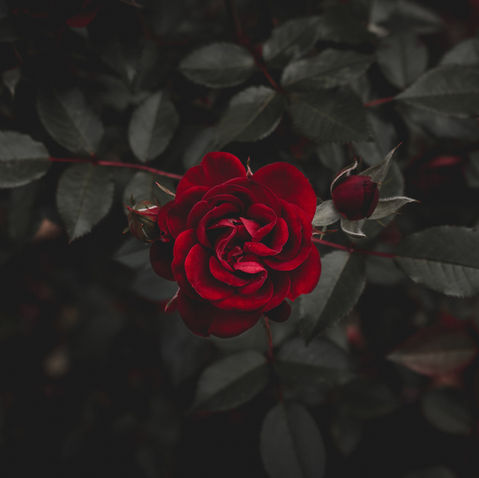 Plant A Rose During Wedding Ceremony
