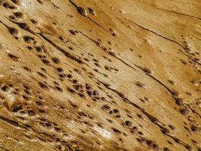 5 Signs You May Have Termites in Your Maryland Home