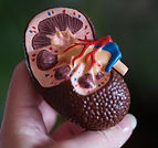 Kidney Disease: The Basics