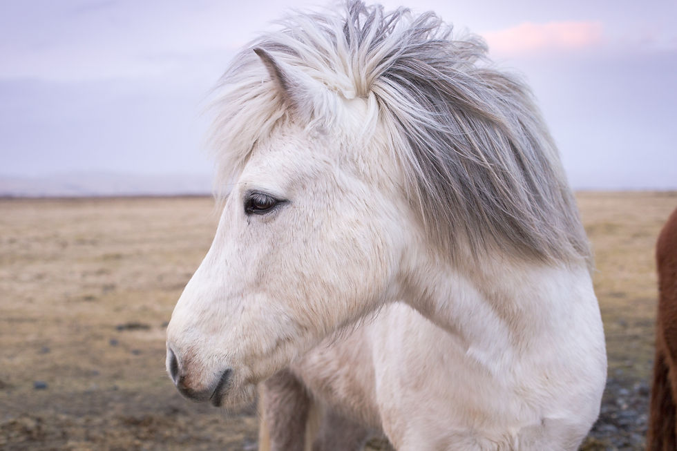 Ponyclub Meet