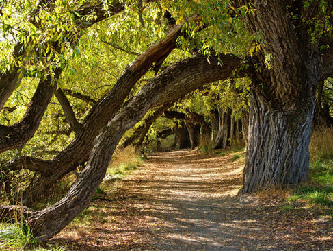 One Day I Will Marry a Tree