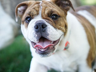 Kiweli kennels sales