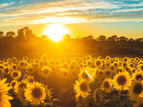 Veld met zonnebloemen als beeld voor verbondenheid en verschillende levens binnen een familiesysteem.