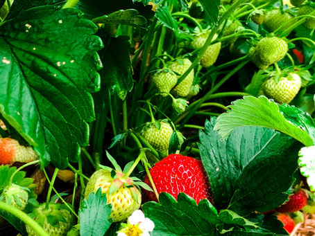 What's New in the Greenhouse?