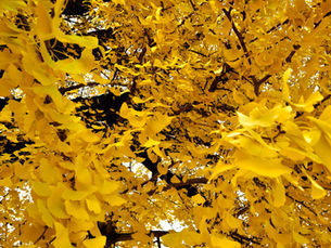 公孫樹の紅葉