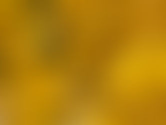 公孫樹の紅葉
