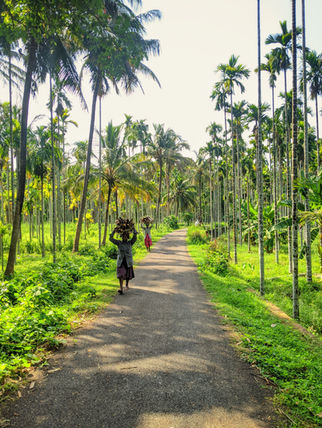 Het tropische zuiden van India: een reisroute van 12 dagen door Kerala